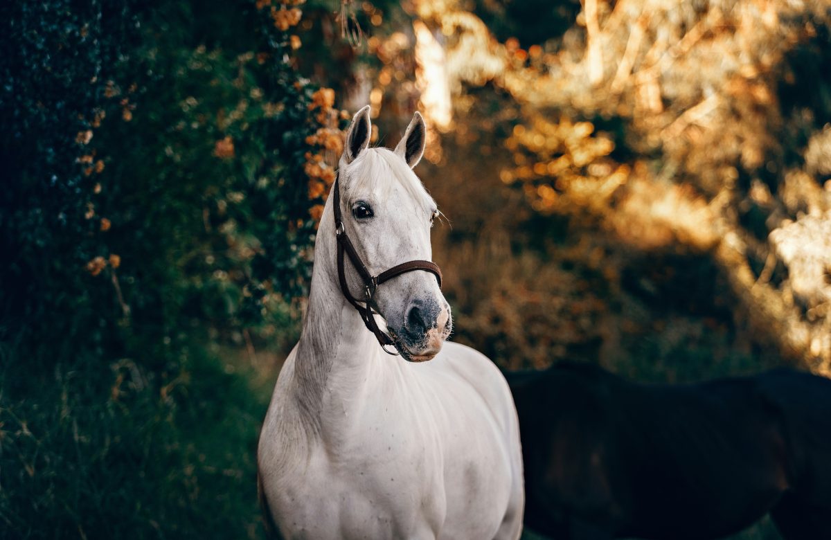 Top 100 Equine Horse Names That Will Turn Heads